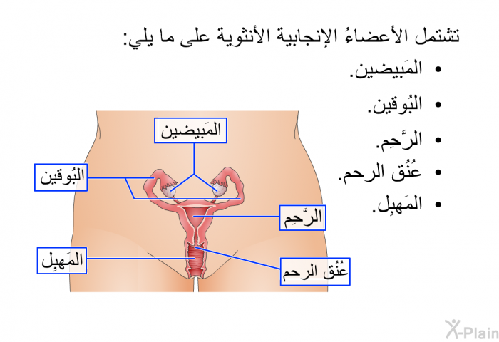 تشتمل الأعضاءُ الإنجابية الأنثوية على ما يلي:  المَبيضين. البُوقين. الرَّحِم. عُنُق الرحم. المَهبِل.