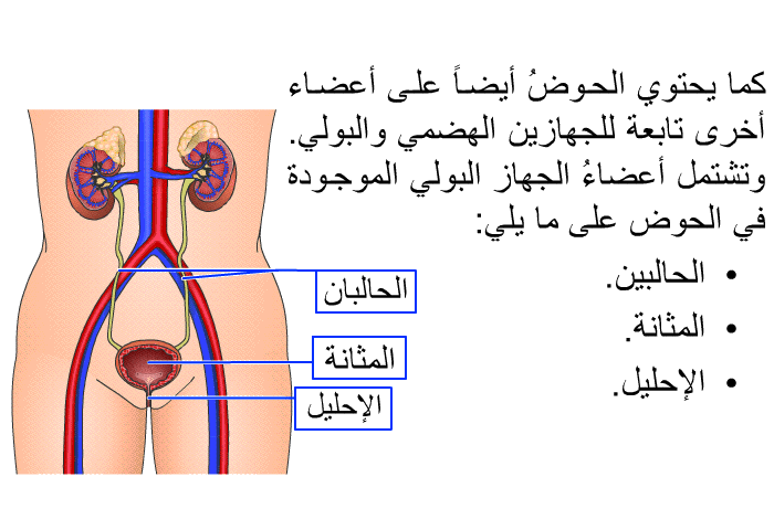 كما يحتوي الحوضُ أيضاً على أعضاء أخرى تابعة للجهازين الهضمي والبولي. وتشتمل أعضاءُ الجهاز البولي الموجودة في الحوض على ما يلي:  الحالبين. المثانة. الإحليل.