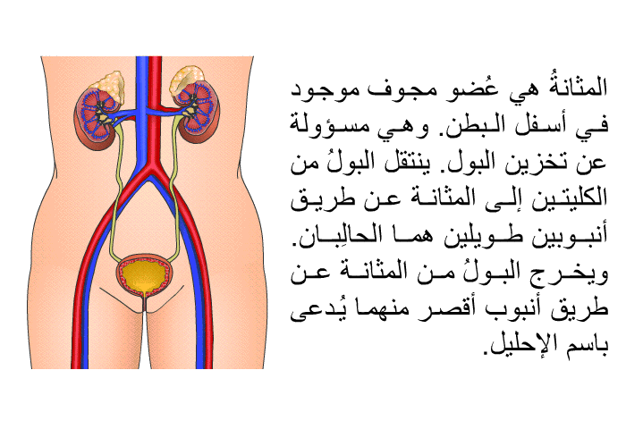 المثانةُ هي عُضو مجوف موجود في أسفل البطن. وهي مسؤولة عن تخزين البول. ينتقل البولُ من الكليتين إلى المثانة عن طريق أنبوبين طويلين هما الحالِبان. ويخرج البولُ من المثانة عن طريق أنبوب أقصر منهما يُدعى باسم الإحليل.