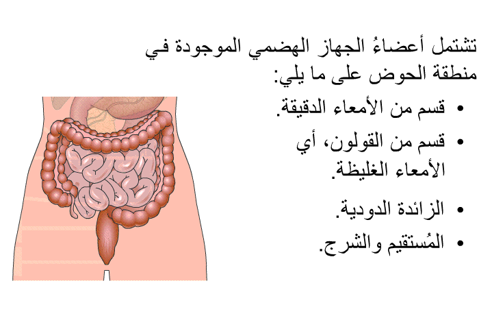 تشتمل أعضاءُ الجهاز الهضمي الموجودة في منطقة الحوض على ما يلي:  قسم من الأمعاء الدقيقة. قسم من القولون، أي الأمعاء الغليظة. الزائدة الدودية. المُستقيم والشرج.
