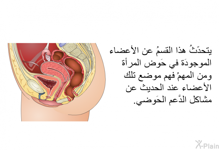 يتحدّثُ هذا القسمُ عن الأعضاء الموجودَة في حَوض المرأة. ومن المهمٌّ فهم موضع تلك الأعضاء عند الحديث عن مشاكل الدَّعم الحَوضي.