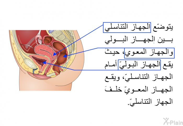 يتوضّع الجهاز التناسلي بين الجهاز البولي والجهاز المعوي، حيثَ يقع الجهاز البوليّ أمام الجهاز التناسليّ، ويقع الجهاز المعويّ خلفَ الجهاز التناسليّ.