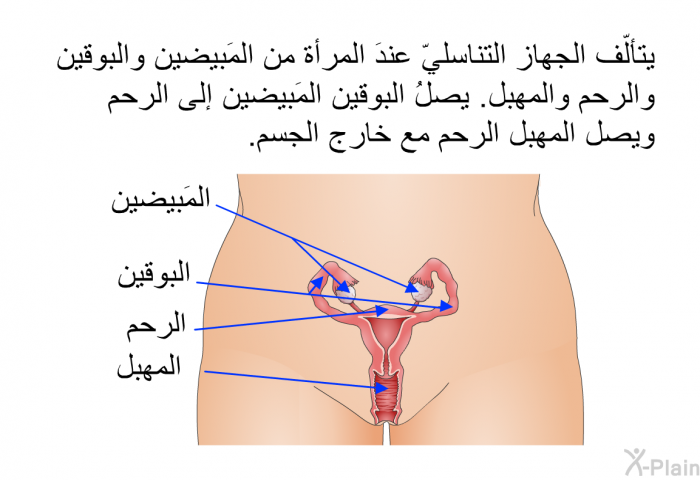 يتألّف الجهاز التناسليّ عندَ المرأة من المَبيضين والبوقين والرحم والمهبل. يصلُ البوقين المَبيضين إلى الرحم. ويصل المهبل الرحم مع خارج الجسم.