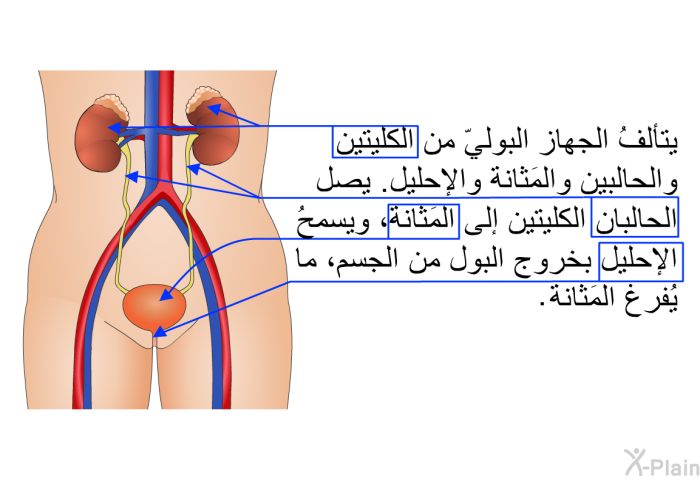 يتألفُ الجهاز البوليّ من الكليتين والحالبين والمَثانة والإحليل. يصل الحالبان الكليتين إلى المَثانة، ويسمحُ الإحليل بخروج البول من الجسم، ما يُفرغ المَثانة.