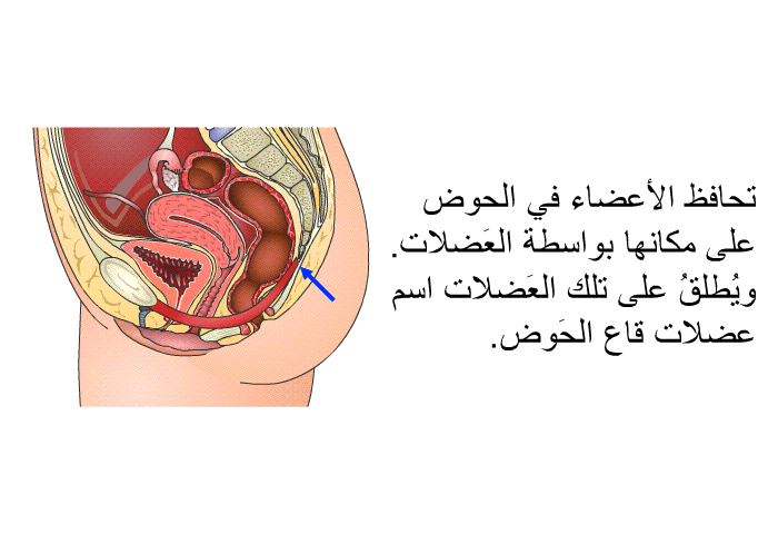 تحافظ الأعضاء في الحوض على مكانها بواسطة العَضلات. ويُطلقُ على تلك العَضلات اسم عضلات قاع الحَوض.
