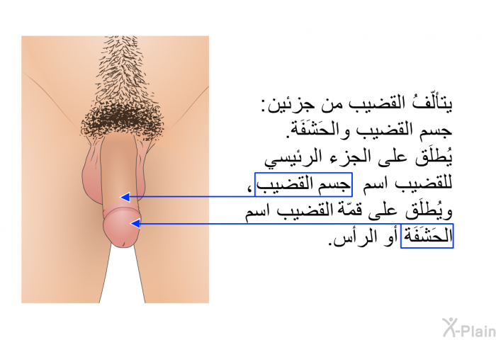 يتألّفُ القضيبُ من جزئين: جسم القضيب والحَشَفَة. يُطلَقُ على الجزء الرئيسي للقضيب اسم جسم القضيب، ويُطلَقُ على قمّة القضيب اسم الحَشَفَة أو الرأس.