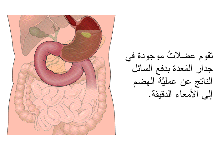 تقوم عضلاتُ موجودة في جِدار المَعدة بدفع السائل الناتج عن عمليَّة الهضم إلى الأمعاء الدقيقة.