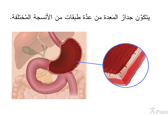 يتكوَّن جدارُ المَعِدة من عدَّة طبقات من الأنسجة المُختلفة.