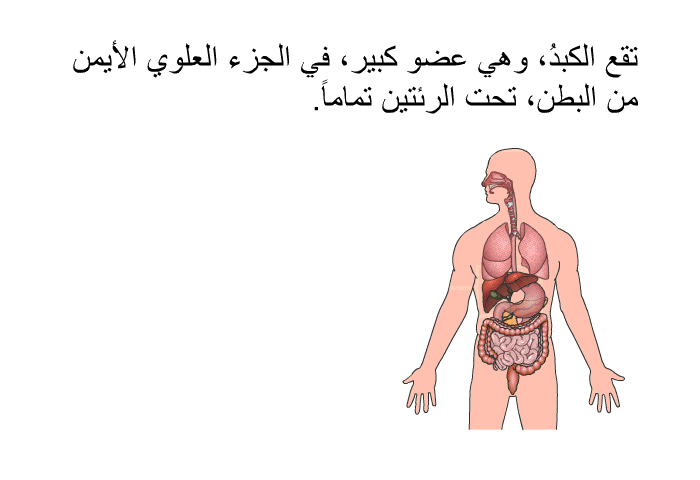 تقع الكبدُ، وهي عضو كبير، في الجزء العلوي الأيمن من البطن، تحت الرئتين تماماً.