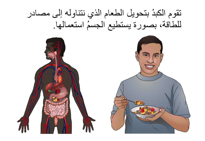 تقوم الكبدُ بتحويل الطعام الذي نتناوله إلى مصادر للطاقة، بصورة يستطيع الجسمُ استعمالَها.