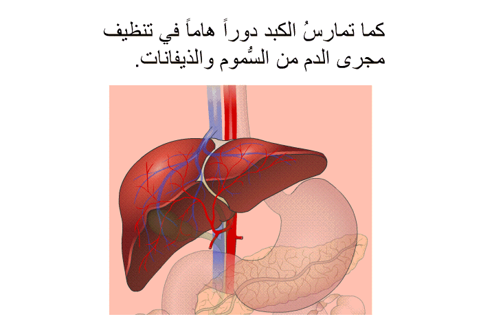 كما تمارسُ الكبد دوراً هاماً في تنظيف مجرى الدم من السُّموم والذيفانات.