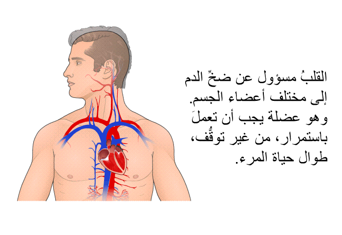 القلبُ مسؤول عن ضخِّ الدم إلى مختلف أعضاء الجسم. وهو عضلة يجب أن تعملَ باستمرار، من غير توقُّف، طوال حياة المرء.