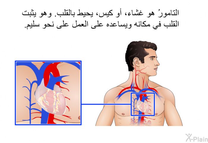 التامورُ هو غشاء، أو كيس، يحيط بالقلب. وهو يثبت القلب في مكانه ويساعده على العمل على نحو سليم.