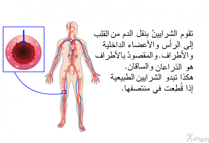 تقوم الشرايينُ بنقل الدم من القلب إلى الرأس والأعضاء الداخلية والأطراف. والمقصودُ بالأطراف هو الذراعان والساقان. هكذا تبدو الشرايين الطبيعية إذا قُطِعت في منتصفها.