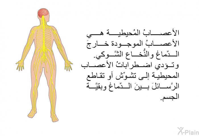 الأعصابُ المُحيطية هي الأعصابُ الموجودة خارجَ الدِّماغ والنُّخاع الشَّوكي. و تؤدي اضطراباتُ الأعصاب المحيطية إلى تشوِّشُ أو تقاطعُ الرَّسائلَ بينَ الدِّماغ وبقيَّة الجسم.