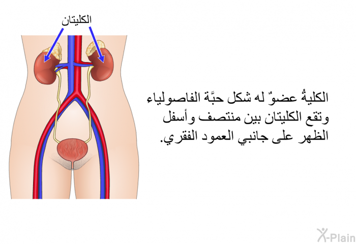 الكليةُ عضوٌ له شكل حبَّة الفاصولياء، وتقع الكليتان بين منتصف وأسفل الظهر على جانبي العمود الفقري.