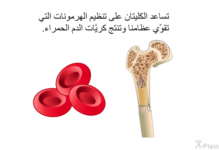تساعد الكليتان على تنظيم الهرمونات التي تقوِّي عظامنا وتنتج كريَّات الدم الحمراء.