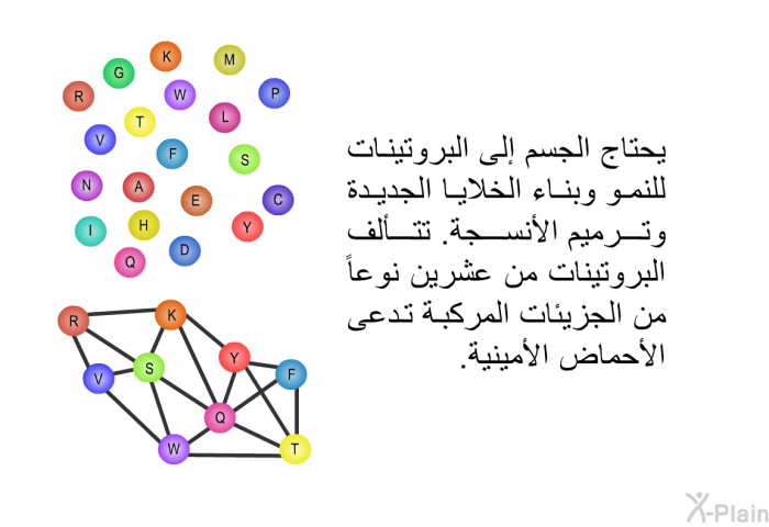 يحتاج الجسم إلى البروتينات للنمو وبناء الخلايا الجديدة وترميم الأنسجة. تتألف البروتينات من عشرين نوعاً من الجزيئات المركبة تدعى الأحماض الأمينية.