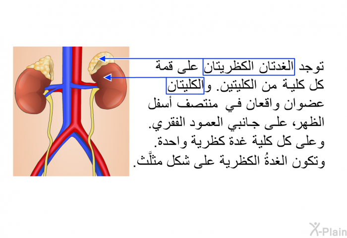 توجد الغدتان الكظريتان على قمة كل كلية من الكليتين. والكليتان عضوان واقعان في منتصف أسفل الظهر، على جانبي العمود الفقري. وعلى كل كلية غدة كظرية واحدة. وتكون الغدةُ الكظرية على شكل مثلَّث.