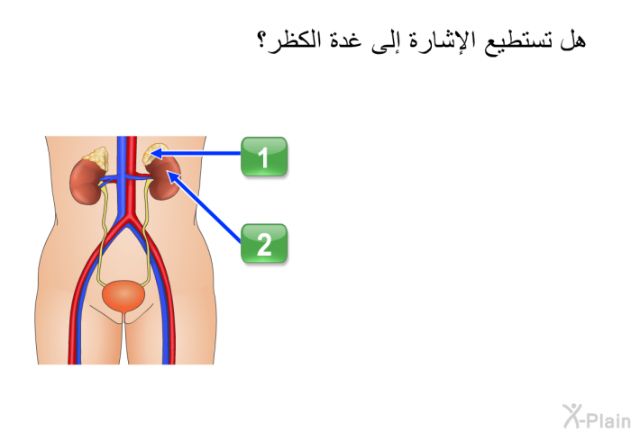 هل تستطيع الإشارة إلى غدة الكظر؟