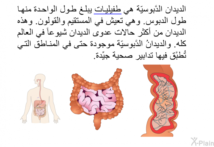 الديدان الدَّبوسيّة هي طفيليات يبلغ طول الواحدة منها طول الدبوس. وهي تعيش في المستقيم والقولون. وهذه الديدان من أكثر حالات عدوى الديدان شيوعاً في العالم كله. والديدانُ الدَّبوسيّة موجودة حتى في المناطق التي تُطبَّق فيها تدابير صحية جيِّدة.