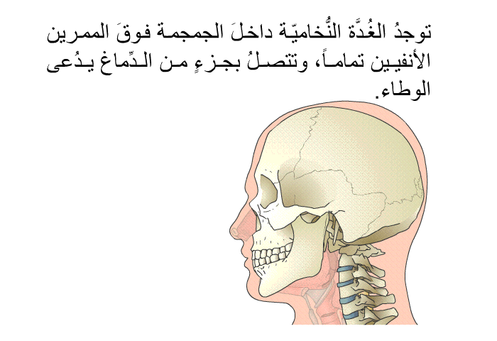 توجدُ الغُدَّة النُّخاميّة داخلَ الجمجمة فوقَ الممرين الأنفيين تماماً، وتتصلُ بجزءٍ من الدِّماغ يدُعى الوطاء.