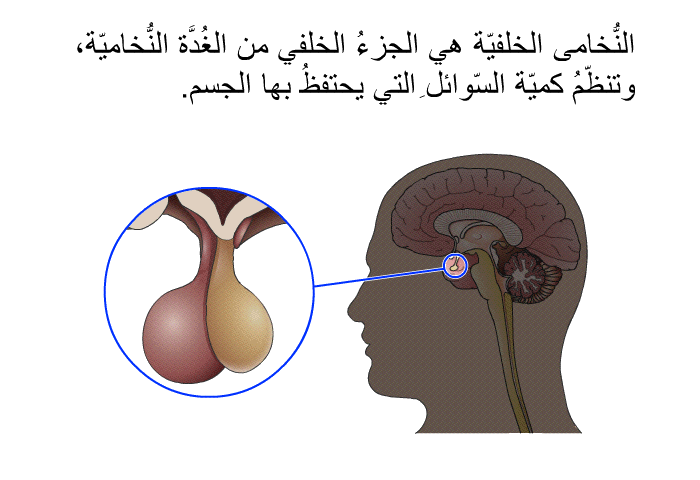 النُّخامى الخلفيّة هي الجزءُ الخلفي من الغُدَّة النُّخاميّة، وتنظّمُ كميّة السّوائلِ التي يحتفظُ بها الجسم.