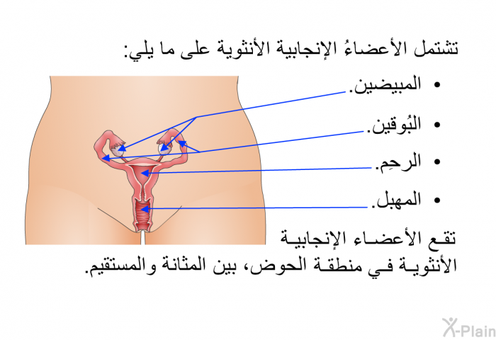 تشتمل الأعضاءُ الإنجابية الأنثوية على ما يلي:   المبيضين.  البُوقين.  الرحِم.  المَهبِل.  
 تقع الأعضاء الإنجابية الأنثوية في منطقة الحوض، بين المثانة والمستقيم.