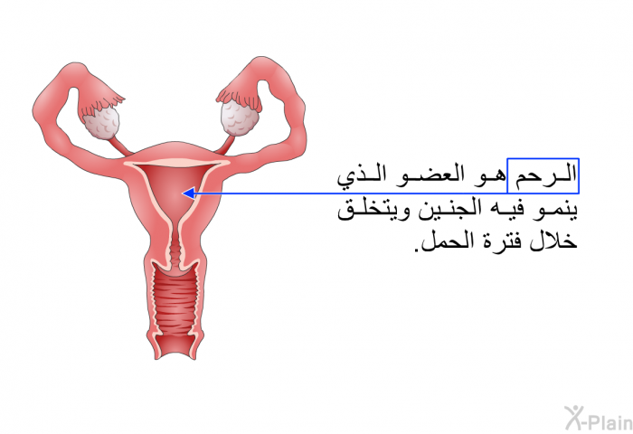 الرحمُ هو العضو الذي ينمو فيه الجنين ويتخلَّق خلال فترة الحمل.