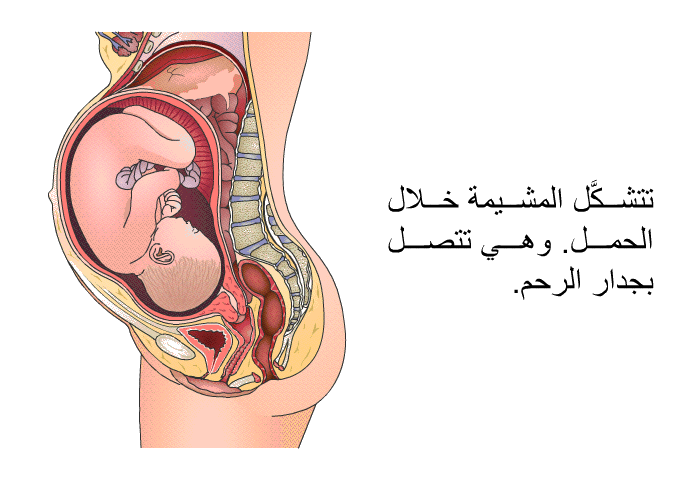 تتشكَّل المشيمة خلال الحمل. وهي تتصل بجدار الرحم.