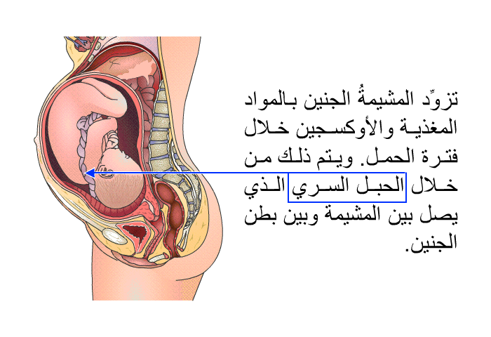 تزوِّد المشيمةُ الجنين بالمواد المغذية والأوكسجين خلال فترة الحمل. ويتم ذلك من خلال الحبل السري الذي يصل بين المشيمة وبين بطن الجنين.