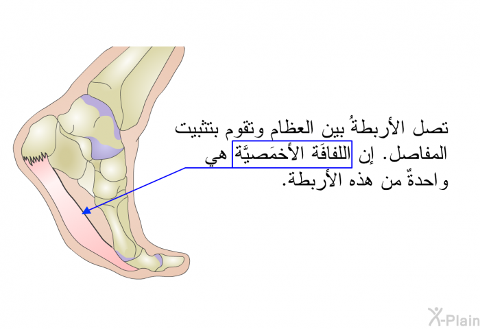 تصل الأربطةُ بين العظام وتقوم بتثبيت المفاصل. إن اللِّفافَة الأخمَصيَّة هي واحدةٌ من هذه الأربطة.