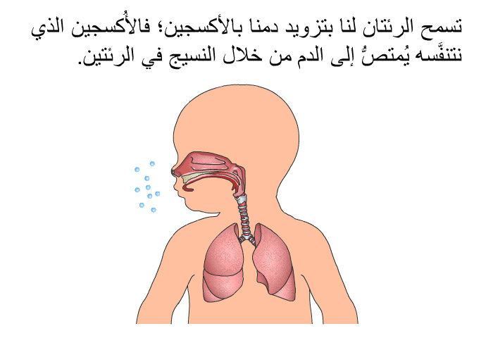 تسمح الرئتان لنا بتزويد دمنا بالأكسجين؛ فالأُكسجين الذي نتنفَّسه يُمتصُّ إلى الدم من خلال النسيج في الرئتين.