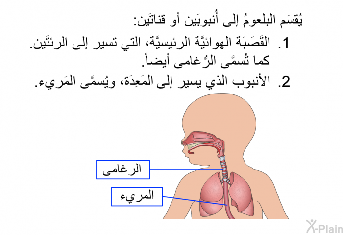 يُقسَم البلعومُ إلى أُنبوبَين أو قناتَين:   القَصَبَة الهوائيَّة الرئيسيَّة، التي تسير إلى الرئتَين. كما تُسمَّى الرُّغامى أيضاً.  الأنبوب الذي يسير إلى المَعِدَة، ويُسمَّى المَريء.