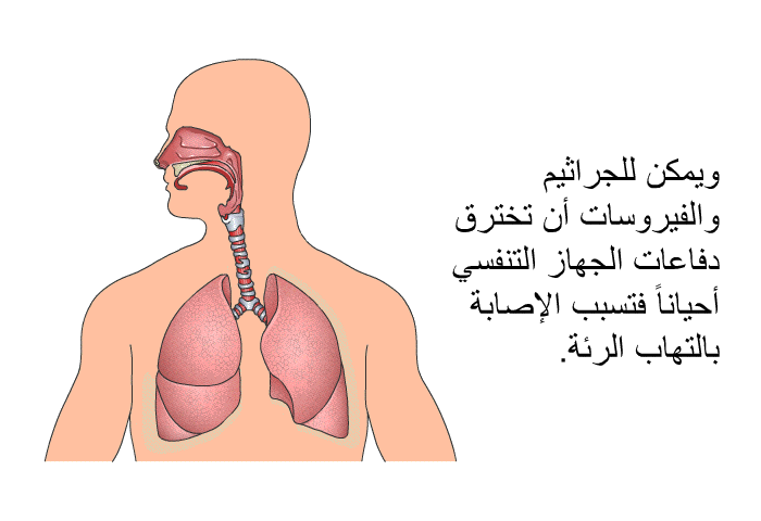 ويمكن للجراثيم والفيروسات أن تخترق دفاعات الجهاز التنفسي أحياناً فتسبب الإصابة بالتهاب الرئة<B>. </B>