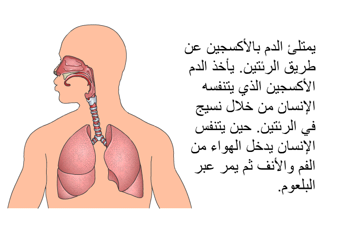 يمتلئ الدم بالأكسجين عن طريق الرئتين<B>. </B>يأخذ الدم الأكسجين الذي يتنفسه الإنسان من خلال نسيج في الرئتين<B>. </B>حين يتنفس الإنسان يدخل الهواء من الفم والأنف ثم يمر عبر البلعوم<B>.</B>