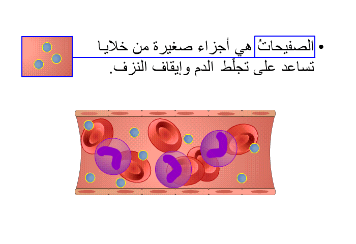 الصفيحاتُ هي أجزاء صغيرة من خلايا تُساعد على تجلّط الدم وإيقاف النزف.