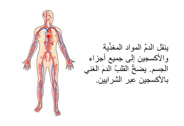 ينقل الدمُ المواد المغذِّية والأكسجين إلى جميع أجزاء الجسم. يضخُّ القلبُ الدمَ الغني بالأكسجين عبر الشرايين.