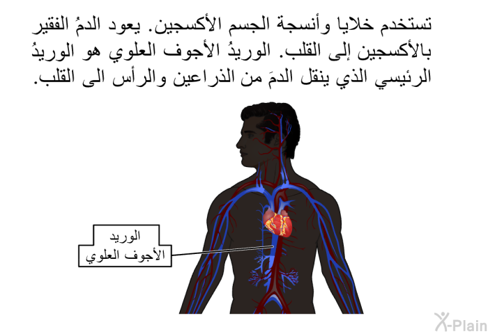تستخدم خلايا وأنسجة الجسم الأكسجين. يعود الدمُ الفقير بالأكسجين إلى القلب. الوريدُ الأجوف العلوي هو الوريدُ الرئيسي الذي ينقل الدمَ من الذراعين والرأس الى القلب.
