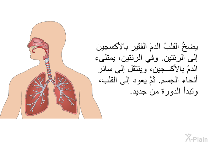 يضخُّ القلبُ الدمَ الفقير بالأكسجين إلى الرئتين. وفي الرئتين، يمتلىء الدمُ بالأكسجين، وينتقل إلى سائر أنحاء الجسم. ثمَّ يعود إلى القلب، وتبدأ الدورة من جديد.