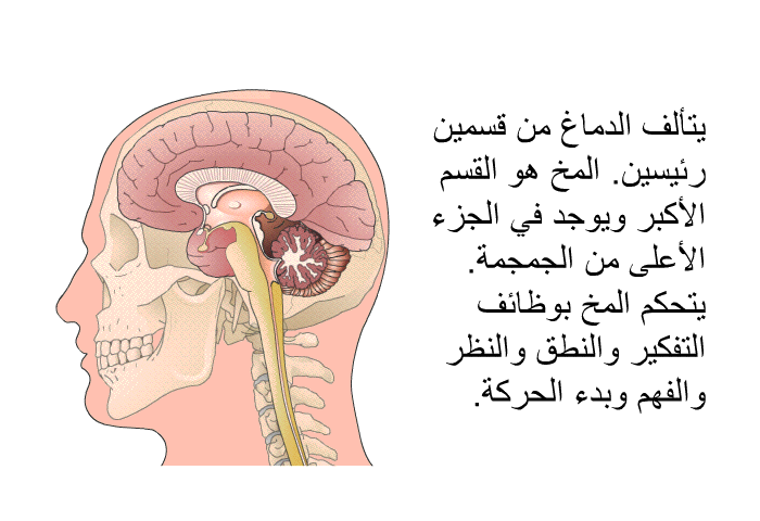 يتألف الدماغ من قسمين رئيسين<B>.</B><B> </B>المخ هو القسم الأكبر ويوجد في الجزء الأعلى من الجمجمة<B>. </B>يتحكم المخ بوظائف التفكير والنطق والنظر والفهم وبدء الحركة<B>.</B>