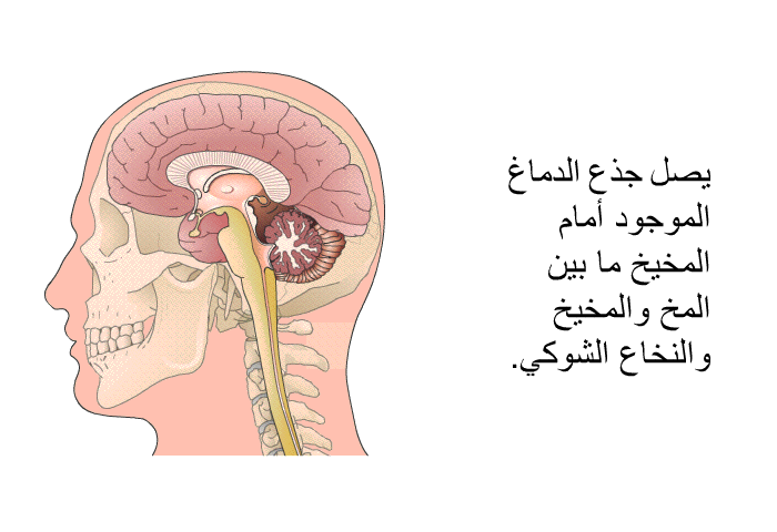 يصل جذع الدماغ الموجود أمام المخيخ ما بين المخ والمخيخ والنخاع الشوكي<B>.</B>