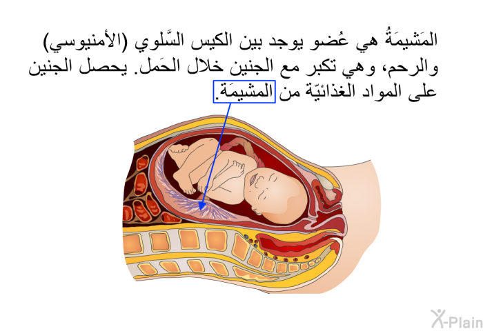 المَشيمَةُ هي عُضو يوجد بين الكيس السَّلوي (الأمنيوسي) والرحم، وهي تكبر مع الجنين خلال الحَمل. يحصل الجنين على المواد الغذائيّة من المشيمَة.