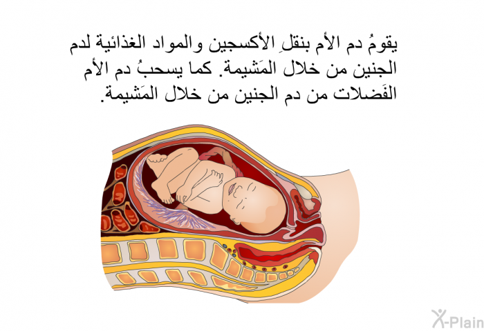 يقومُ دم الأم بنقلِ الأكسجين والمواد الغذائية لدم الجنين من خلال المَشيمة. كما يسحبُ دم الأم الفَضلات من دم الجنين من خلال المَشيمة.