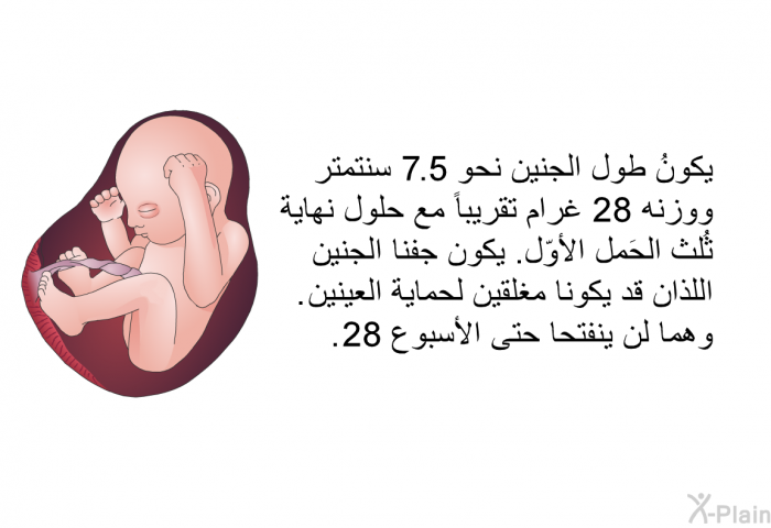 يكونُ طول الجنين نحو 7,5 سنتمتر ووزنه 28 غرام تقريباً.مع حلول نهاية ثُلث الحَمل الأوّل. يكون جفنا الجنين اللذان قد يكونا مغلقين لحماية العينين. وهما لن ينفتحا حتى الأسبوع 28.