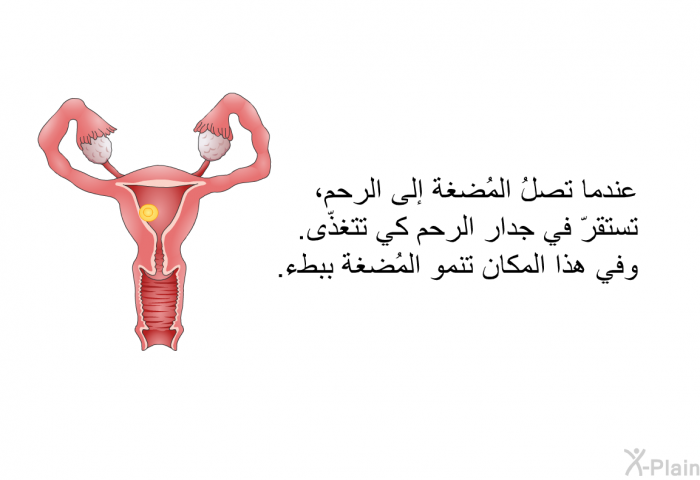 عندما تصلُ المُضغة إلى الرحم، تستقرّ في جدار الرحم كي تتغذّى. وفي هذا المكان تنمو المُضغة ببطء.