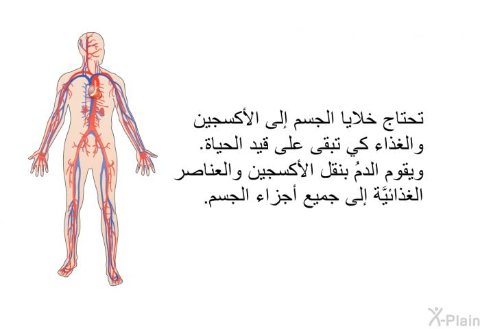 تحتاج خلايا الجسم إلى الأكسجين والغذاء كي تبقى على قيد الحياة. ويقوم الدمُ بنقل الأكسجين والعناصر الغذائيَّة إلى جميع أجزاء الجسم.