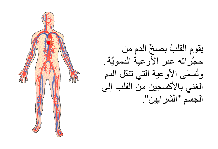 يقوم القلبُ بضخِّ الدم من حجُراته عبر الأوعية الدمويَّة. وتُسمَّى الأوعية التي تنقل الدم الغني بالأكسجين من القلب إلى الجسم "الشرايين".