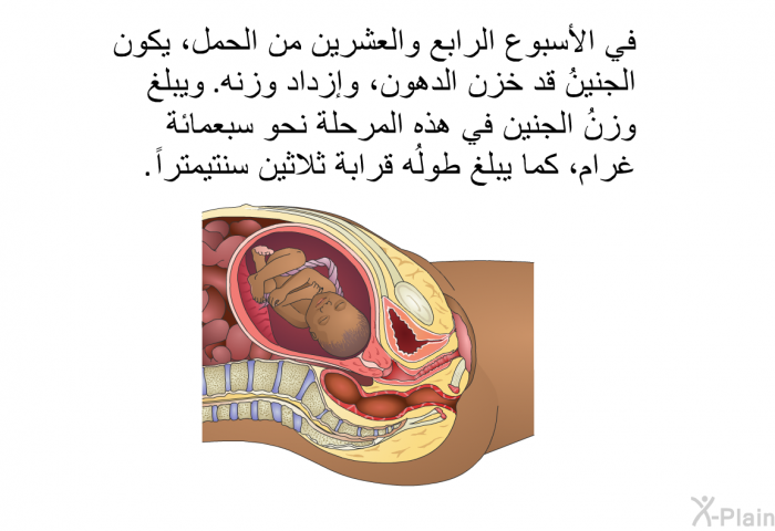 في الأسبوع الرابع والعشرين من الحمل، يكون الجنينُ قد خزن الدهون، وإزداد وزنه. ويبلغ وزنُ الجنين في هذه المرحلة نحو سبعمائة غرام، كما يبلغ طولُه قرابة ثلاثين سنتيمتراً.