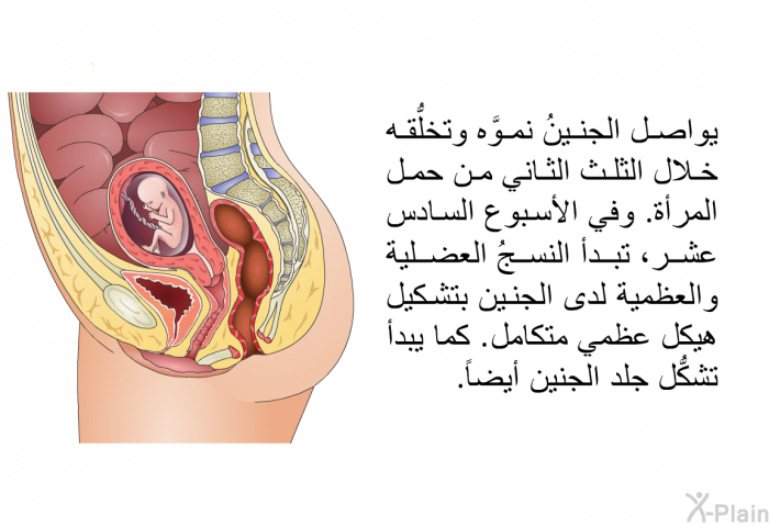 يواصل الجنينُ نموَّه وتخلُّقه خلال الثلث الثاني من حمل المرأة. وفي الأسبوع السادس عشر، تبدأ النسجُ العضلية والعظمية لدى الجنين بتشكيل هيكل عظمي متكامل. كما يبدأ تشكُّل جلد الجنين أيضاً.